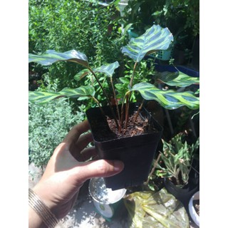 Chậu cây Đuôi công để bàn