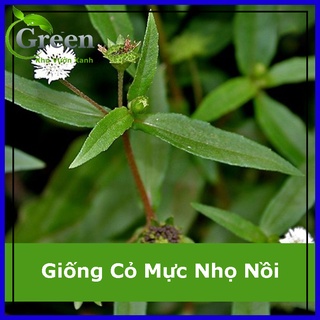 Hạt giống cây cỏ mực nhọ nồi thảo dược
