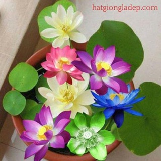 Hạt Giống Hoa Sen Nhật Mini- 4 HẠT