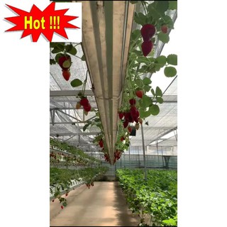 Hạt giống dâu tây hana giống chịu nhiệt quả siêu ngọt 50 hạt