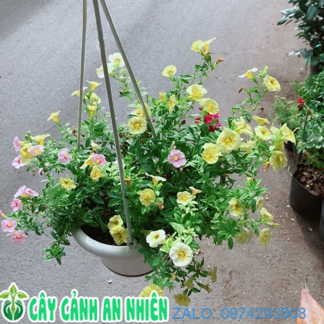 Chậu Hoa Triệu Chuông