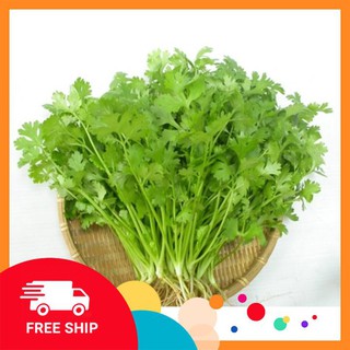 Gói 5 gr hạt giống rau mùi ta ( rau ngòi rí)