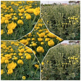 cây 10 nụ hoa cúc vàng cả gốc rễ