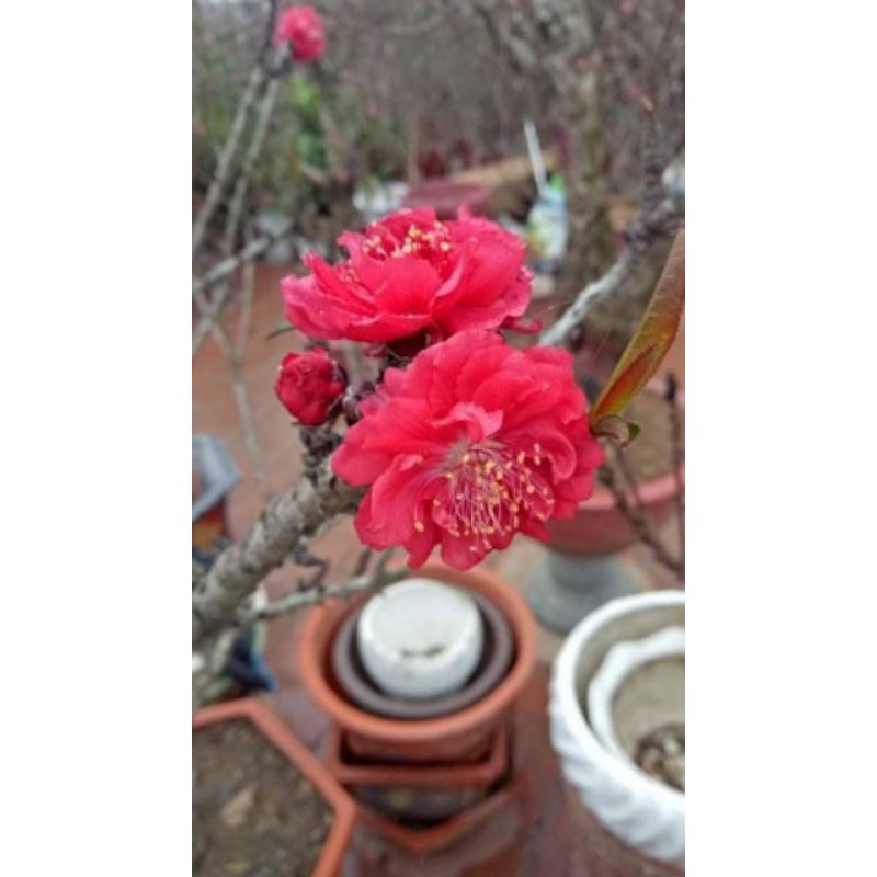 Cây đào thất thốn đỏ nhung, bích kép Lạng Sơn 2 năm