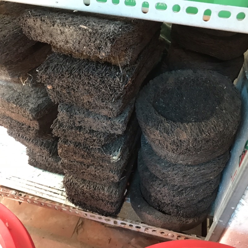 Dớn Trồng Lan