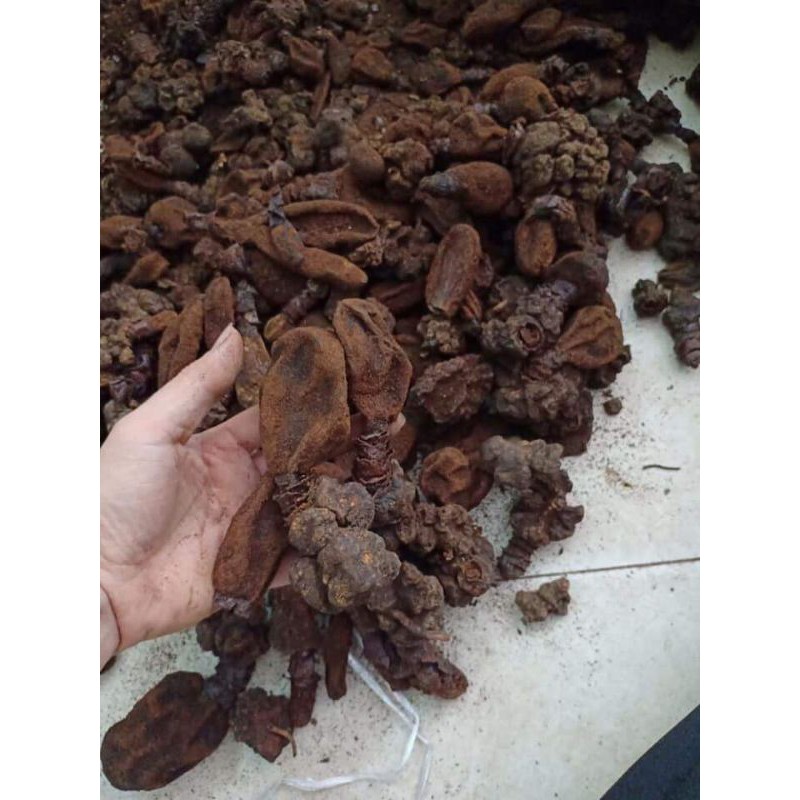 NẤM NGỌC CẨU KHÔ (1KG).