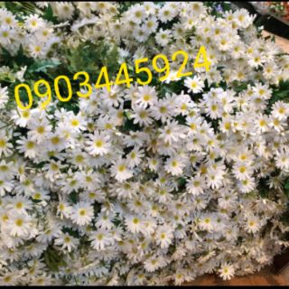 Cúc Hoạ Mi cao cấp giống thật