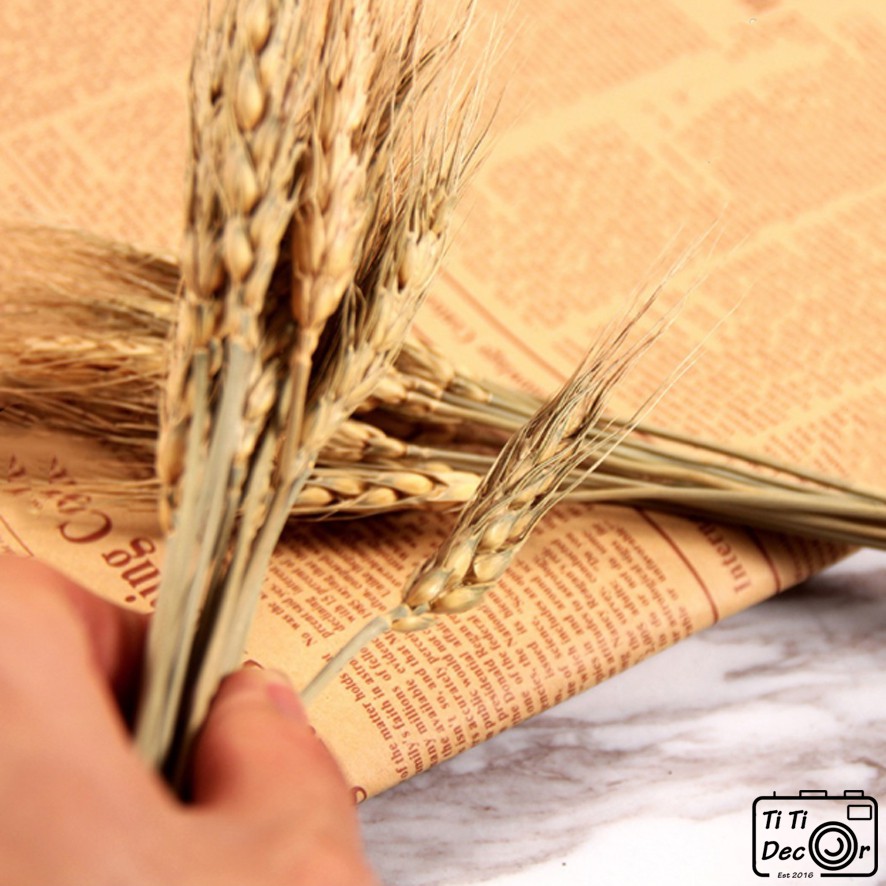 Bó lúa trang trí chụp ảnh, decor nhà cửa, cửa hàng