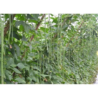 Hạt giống đậu đũa - gói 20 gram