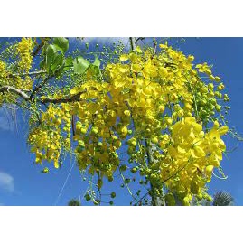 HẠT GIỐNG HOA MUỒNG HOÀNG YẾN - 10 Hat/ gói