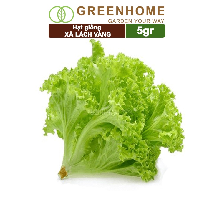 Hạt giống rau Xà lách vàng, gói 10g, dễ trồng, thu hoạch nhanh R13 |Greenhome