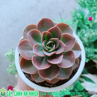 Chậu Sen Đá Nâu