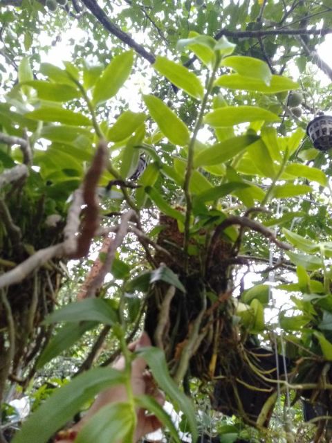 Hoa phong lan long tu xuân hoa tết bảng thuần vườn