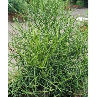 Cây giao cây giống (Chỉ giao miền bắc)