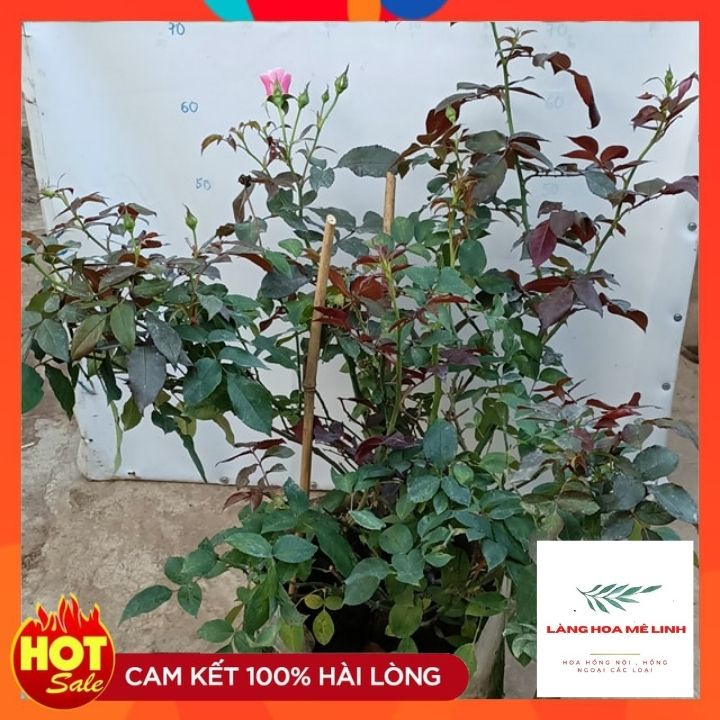 Hoa hồng leo Our Lady of Guadalupe Hoa có màu hồng, thơm nhẹ. Hoa rất sai , hoa quanh năm.🌷