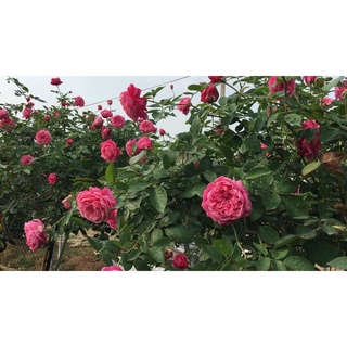 Mua Hoa hồng cổ  hoa hồng leo  hồng thân gỗ các loại cây nguyên bản như hình
