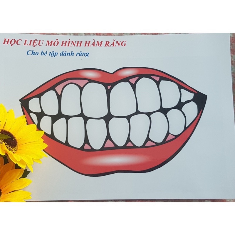 Học liệu mô hình hàm răng cho bé tập học đánh răng