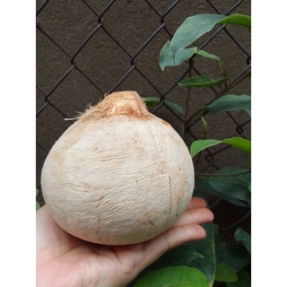 Dừa xiêm Bến Tre, size lớn: 450g-650g