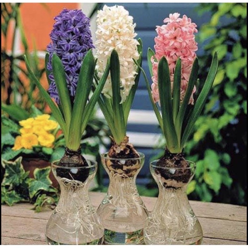🍀HÀNG ĐẸP🍀Củ hoa tiên ông giá sỉ hoa tết