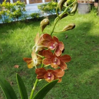 Hoa lan denro nắng Pen cam - mới