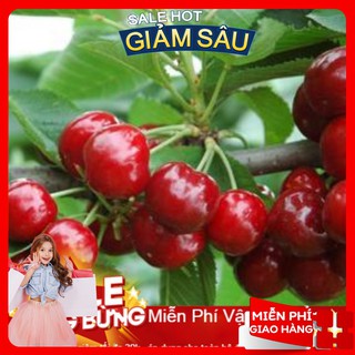 Hạt Giống Quả Anh Đào Cherry - 5 Hạt / Gói ( Hàng Loại 1 )