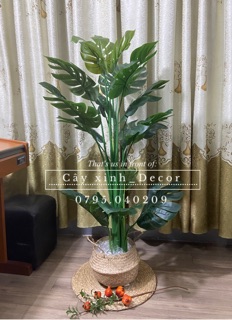 Trầu Bà Nam Mỹ 1.3m ( video thật)