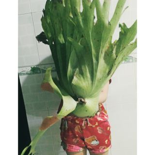 Ổ rồng hiếm holttumii