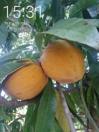 cây lêkima thái .. 8 tháng cây cho trái