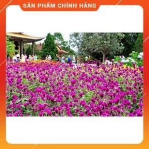 HẠT GIỐNG CÚC BẠCH NHẬT TÍM GÓI 50 HẠT