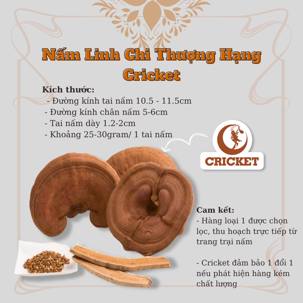 Nấm Linh chi đỏ thượng hạng dạng túi - Bồi bổ sức khỏe, tăng sức đề kháng chống lão hóa - Hàng loại I - CRICKET