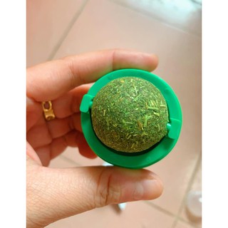 Catnip - Cỏ bạc hà