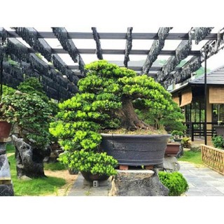 CÂY GIỐNG CÂY VẠN NIÊN TÙNG KIM CƯƠNG BONSAI TRƯỜNG THỌ