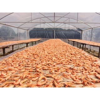 Sample Tôm Khô 10g Con Tôm Rừng - Cà Mau