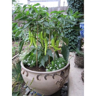 [Big Sale] (100 hạt) Hạt giống ớt sừng trâu