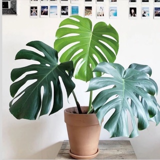 trầu bà lá xẻ, monstera deli