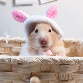 Nón hình thú cute cho HAMSTER/BỌ Ú/SÓC