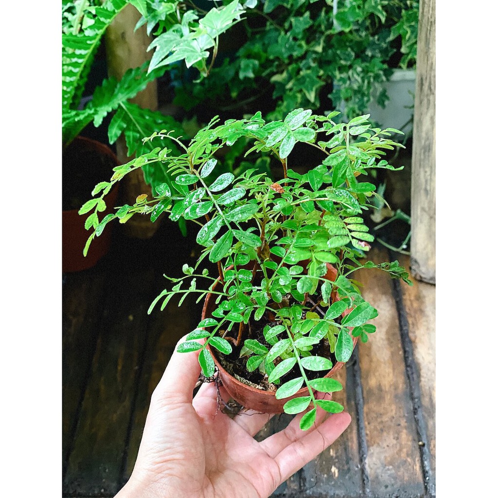 Cây Pterocarpus santalinus Red Sanders (Tiểu Diệp Tía Trầm) chậu nhựa