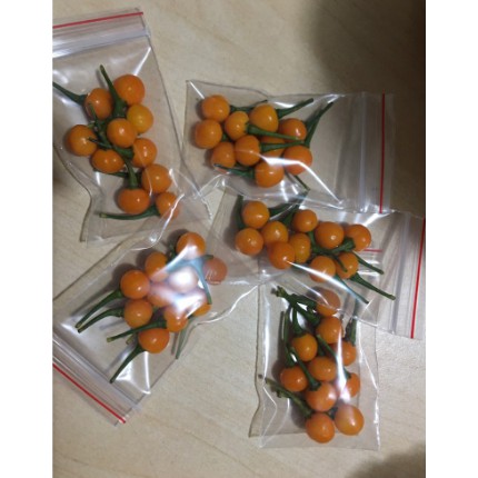 - Túi 10 trái ớt Peru Aji Charapita - Ớt Peru Aji Charapita vị cay giàu dinh dưỡng -UtNho