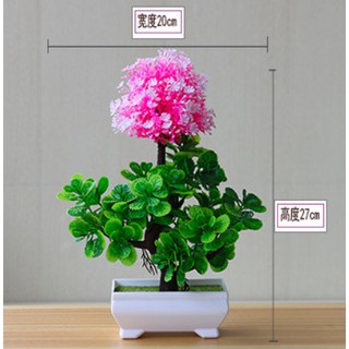 Chậu hoa bonsai để bàn
