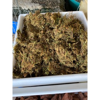 Rêu rừng trồng lan 1kg