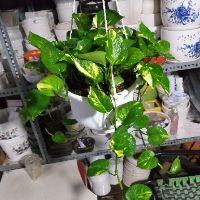 Trầu bà lớn