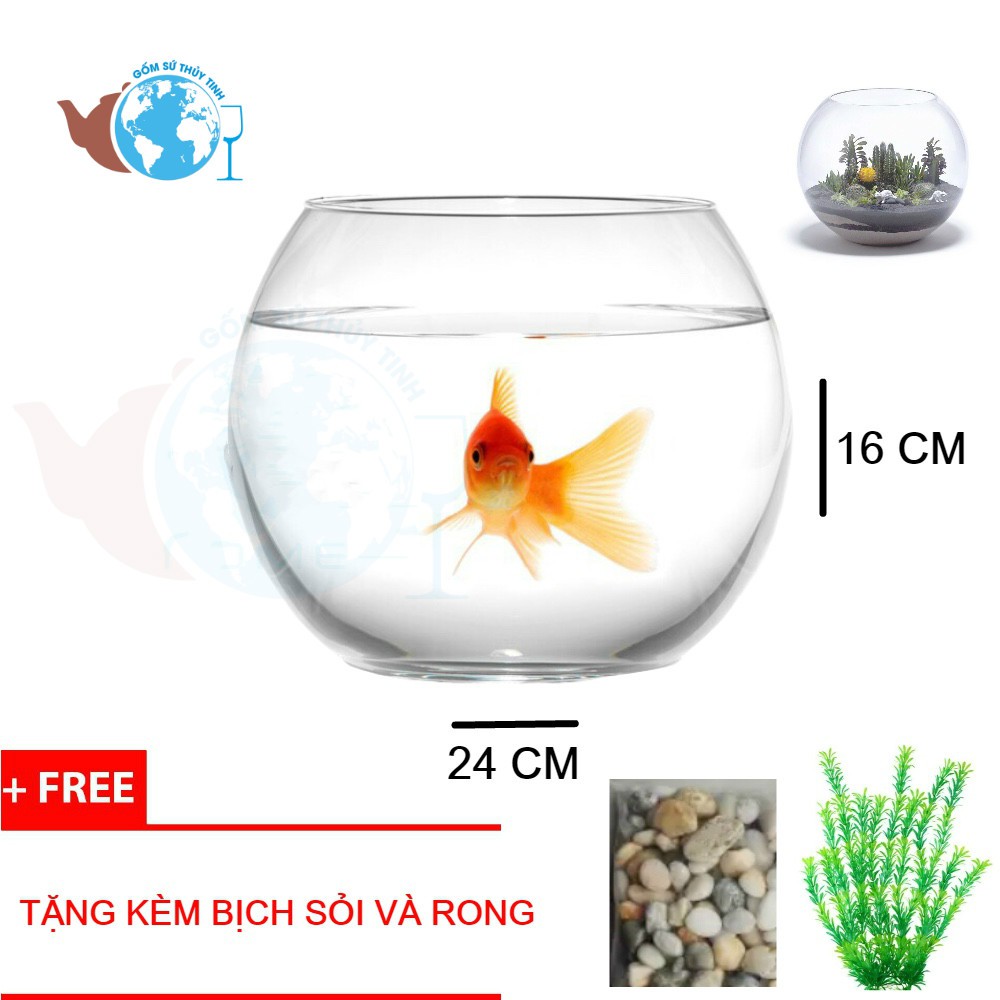 T02 Hồ Cá Thuỷ Tinh Bầu Bể Cá D24cm x 16cm