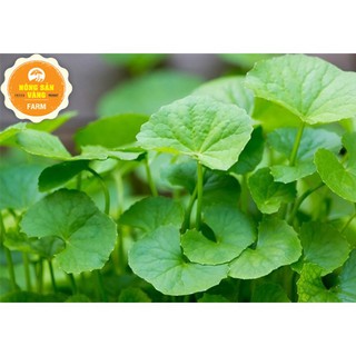 Bột Nông Sản Vàng Rau Má 250g