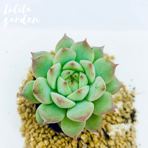 Sen đá tiểu ngọc Đà Lạt size mini cây cảnh trang trí nhà cửa Lolita garden