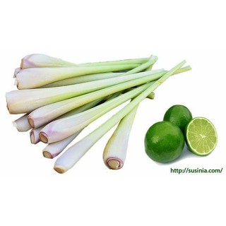 TINH DẦU SẢ CHANH 30ml