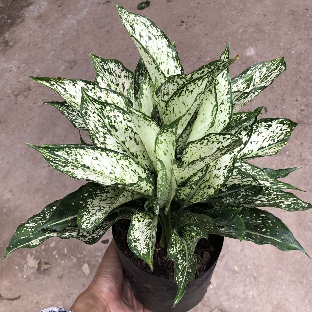 Cây ngọc ngân phong thủy, Cao 20cm - Trang trí nội thất, phòng ngủ, ban công