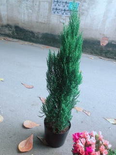 Cây Tùng Cao 80cm (Sơn Tùng)