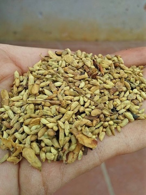 Hoa hoè khô thái bình của nhà trồng 179 /kg đảm bảo sạch thơm