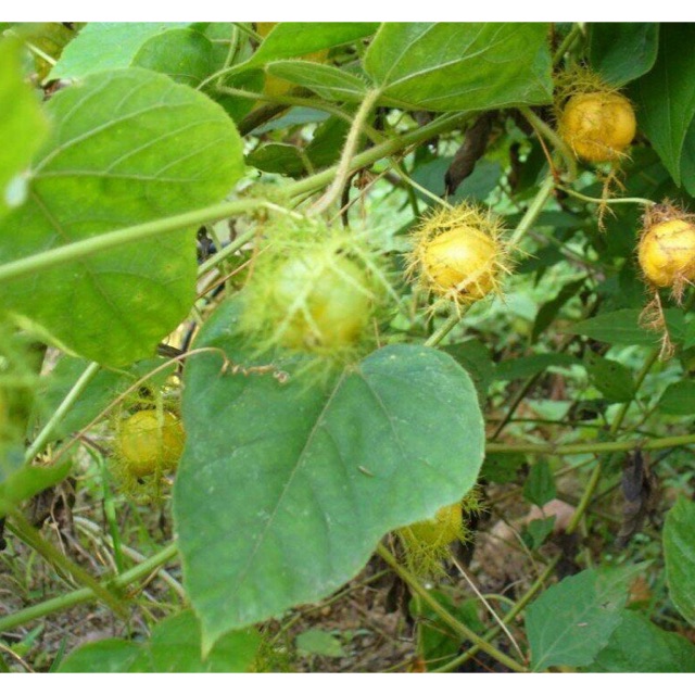 1 kg Lạc Tiên khô trị mất ngủ