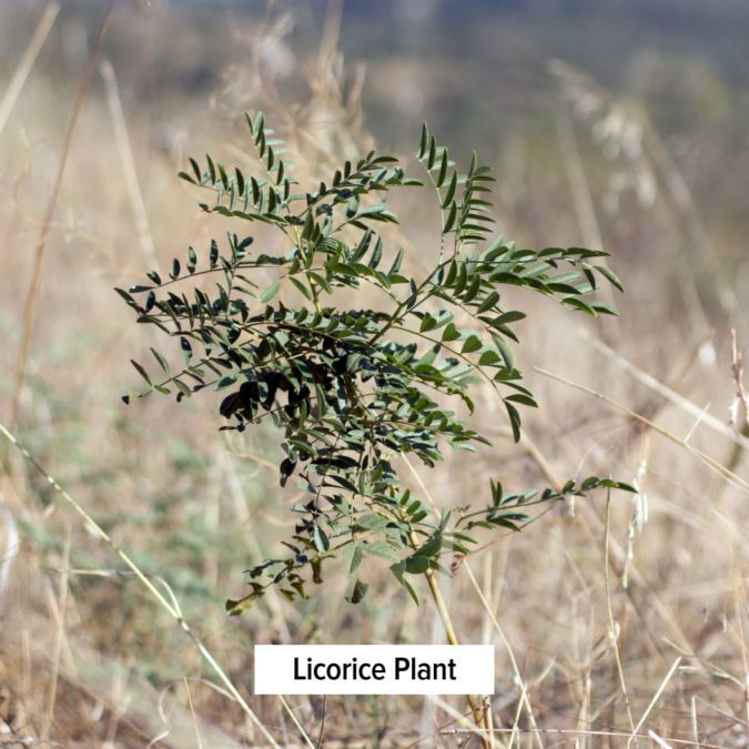 Banyan Botanicals - Lung Revive™ liquid extract